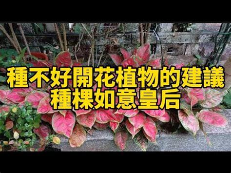 如意開花|玄學大師:客廳如意開花這樣放最靈驗